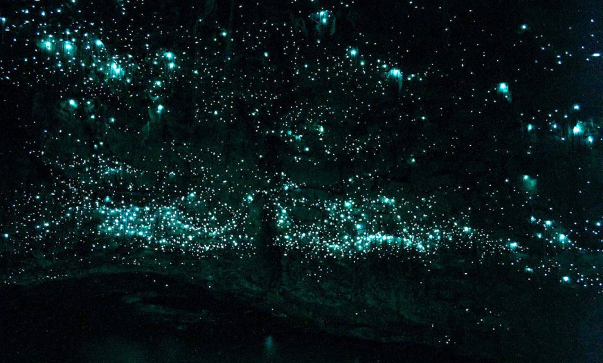 waitomo glowworm caves nouvelle zelande